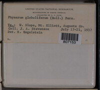 Physarum globuliferum image